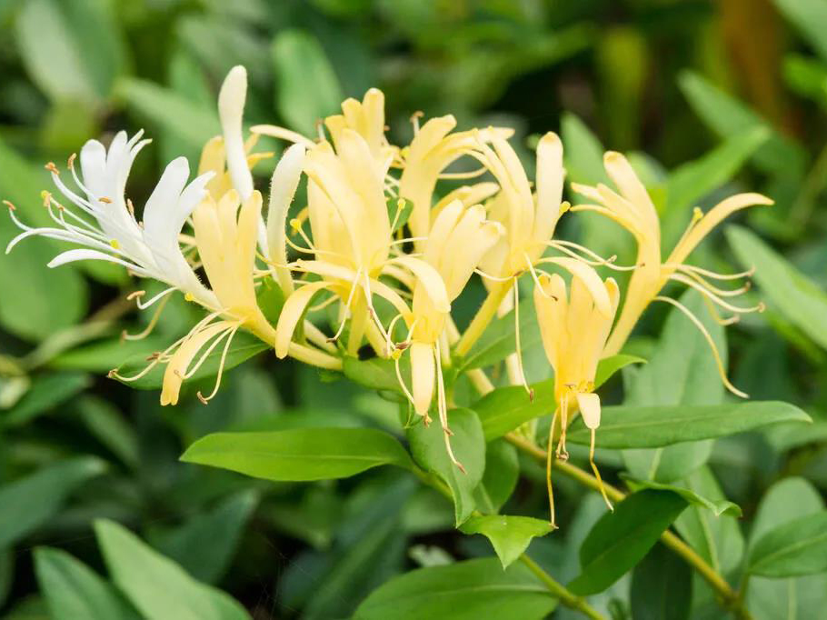 金银花是夏季第一花！这样泡水喝，清热解毒、消炎抗菌护肝又降脂