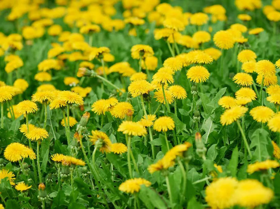 “药草皇后”蒲公英泡水喝，能消除结节？哪些人不能吃？