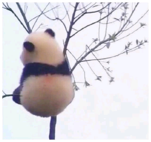林棉棉
